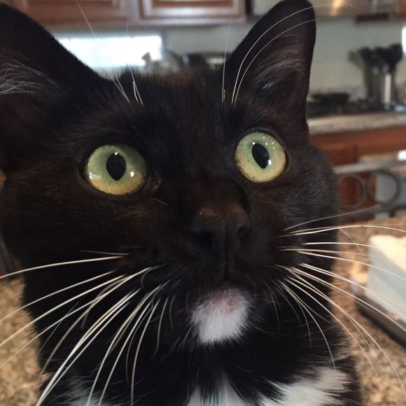 Meet your Posher, Troy - Picture 1 of 1